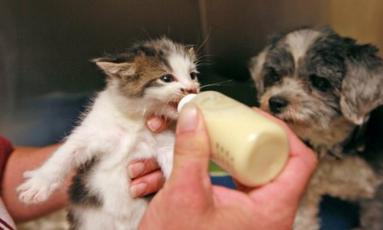 小野猫该喂什么,小野猫到家该怎么喂食