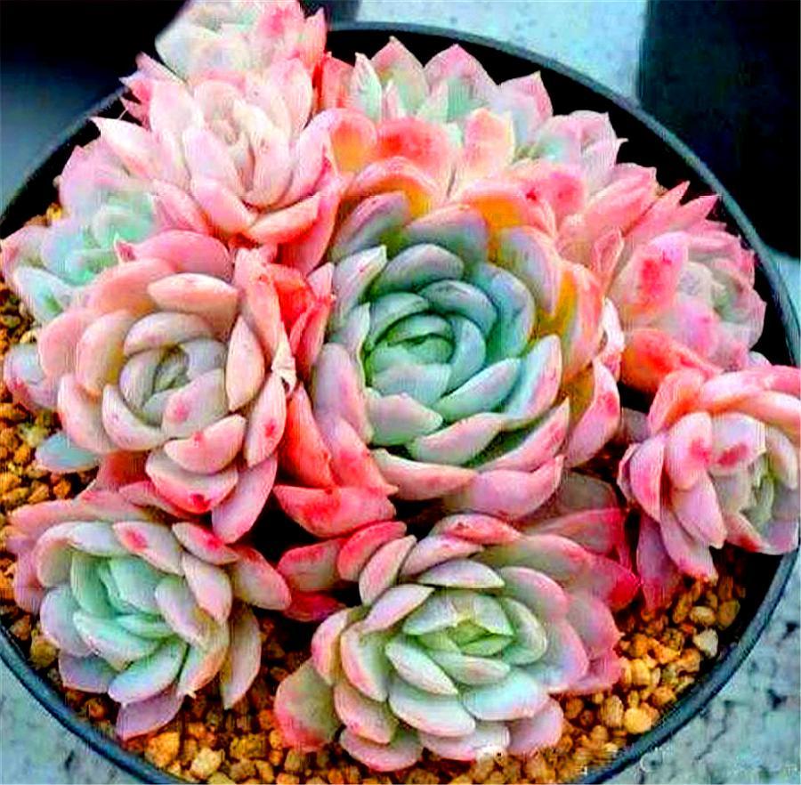 冰梅多肉怎么养护出状态,冰梅多肉冬天的养护方法