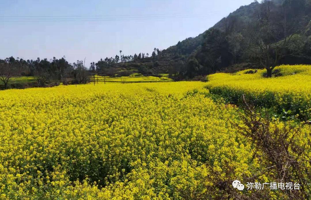 什么是弥勒教,什么是弥勒尊佛