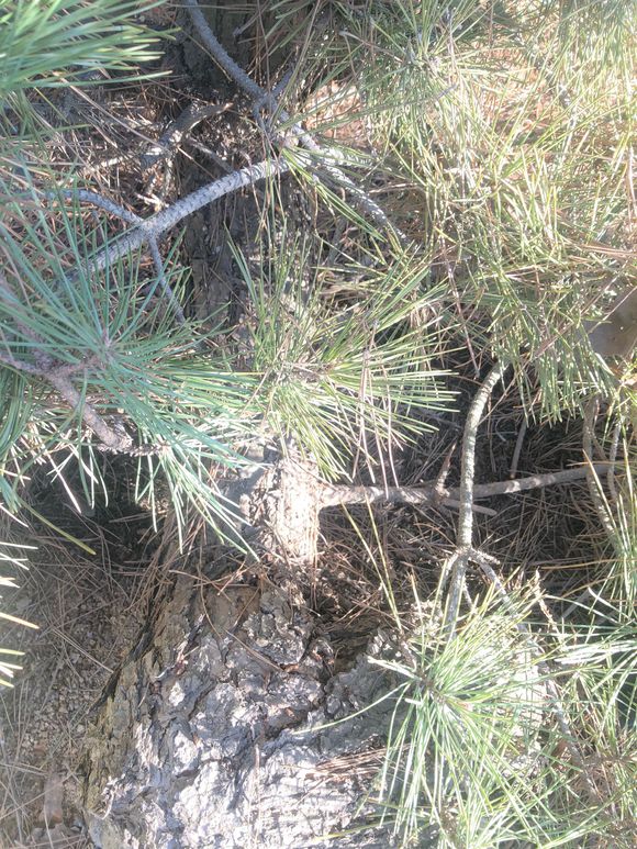 精品黑松盆景大全,精品黑松盆景欣赏