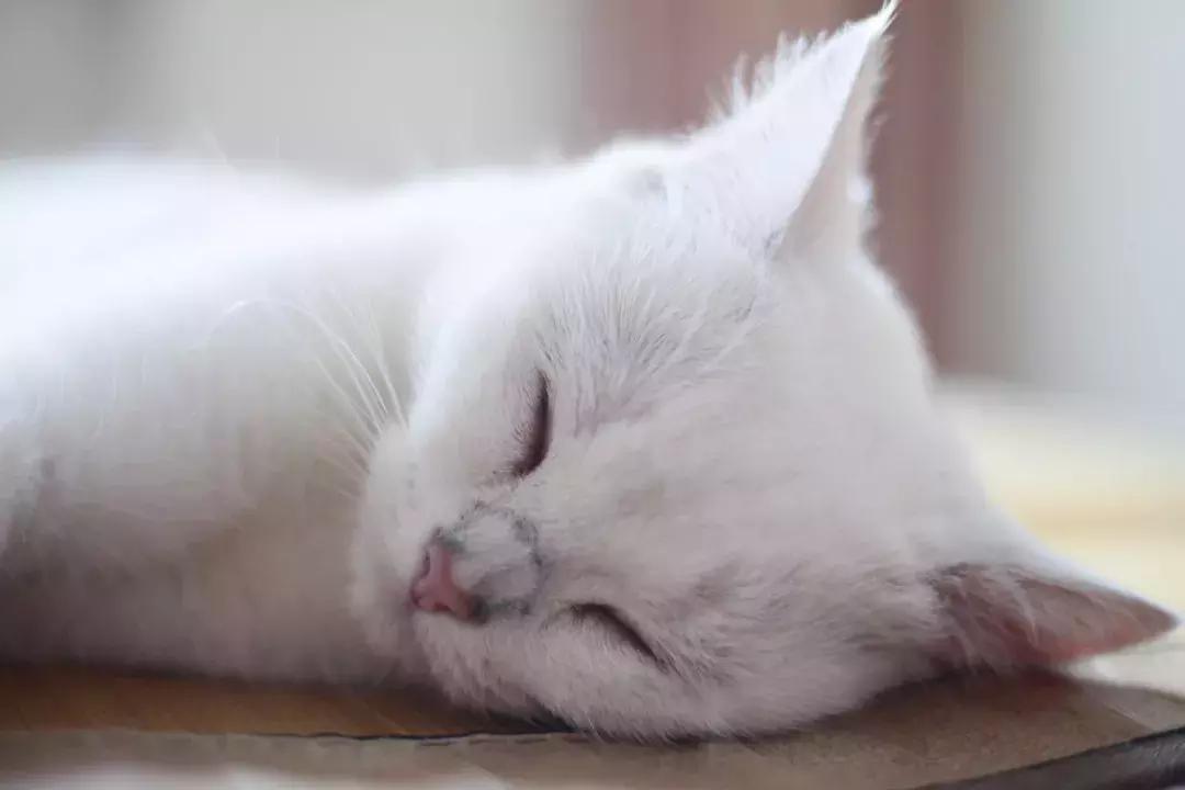 夏末秋初，刘三姐的英短咪咪，邂逅梁实秋的白猫王子