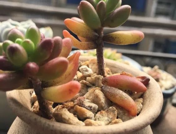 多肉煤烟病可以用酒精擦吗,多肉煤烟病怎么治