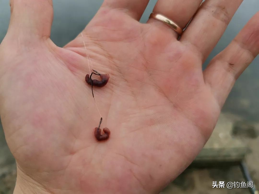 野钓两米麦穗鱼闹窝怎么办,野钓遇见麦穗鱼怎么办