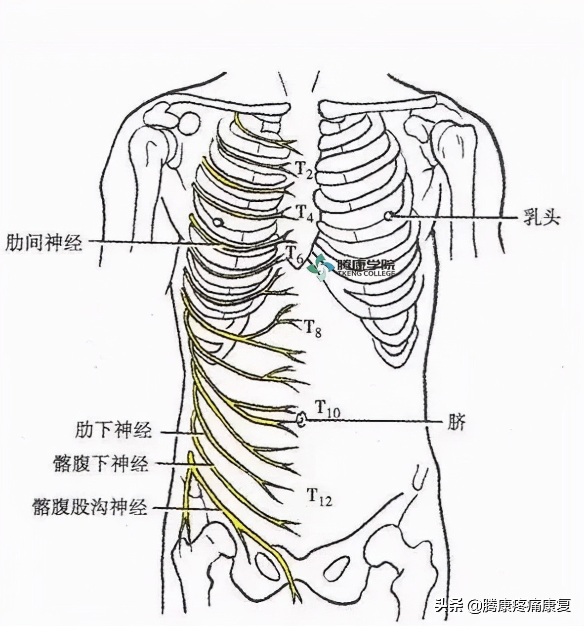 最全！脊神经系统汇总