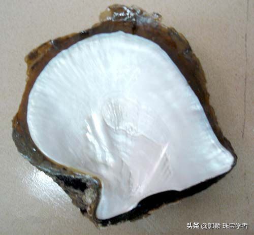 珍珠的贝壳妈妈,珍珠的妈妈叫什么