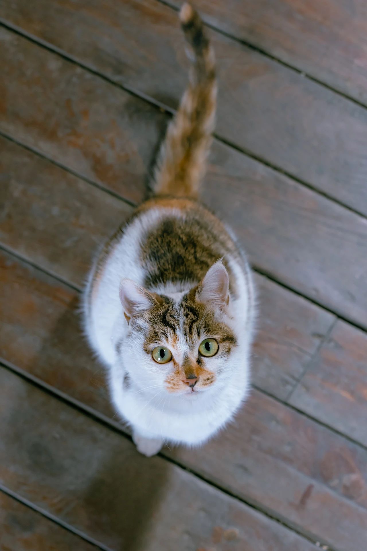 骊山烽火台航拍视频,骊山烽火台上的猫