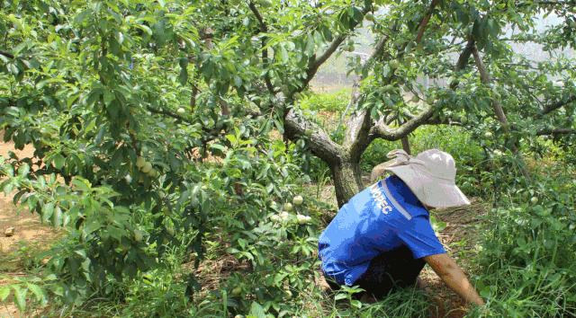 正宗的三华李水果,摘三华李酸甜脆口特解馋