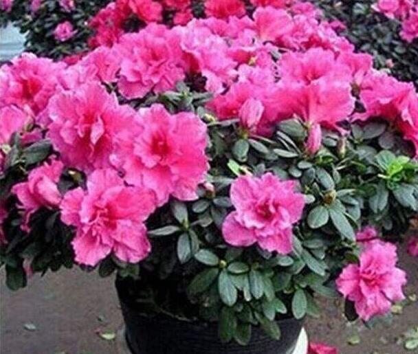 养好杜鹃用什么水苔,养好杜鹃花用什么土最好