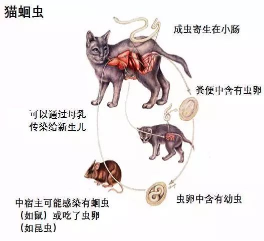 猫咪洗澡前驱虫还是洗澡后驱虫,猫咪体外驱虫和体内驱虫多久一次