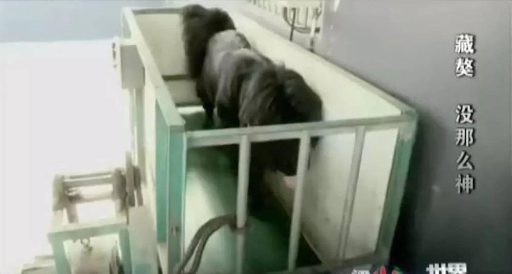 藏獒破灭高原上万流浪狗成灾,藏獒泡沫往事从东方神犬到流浪狗