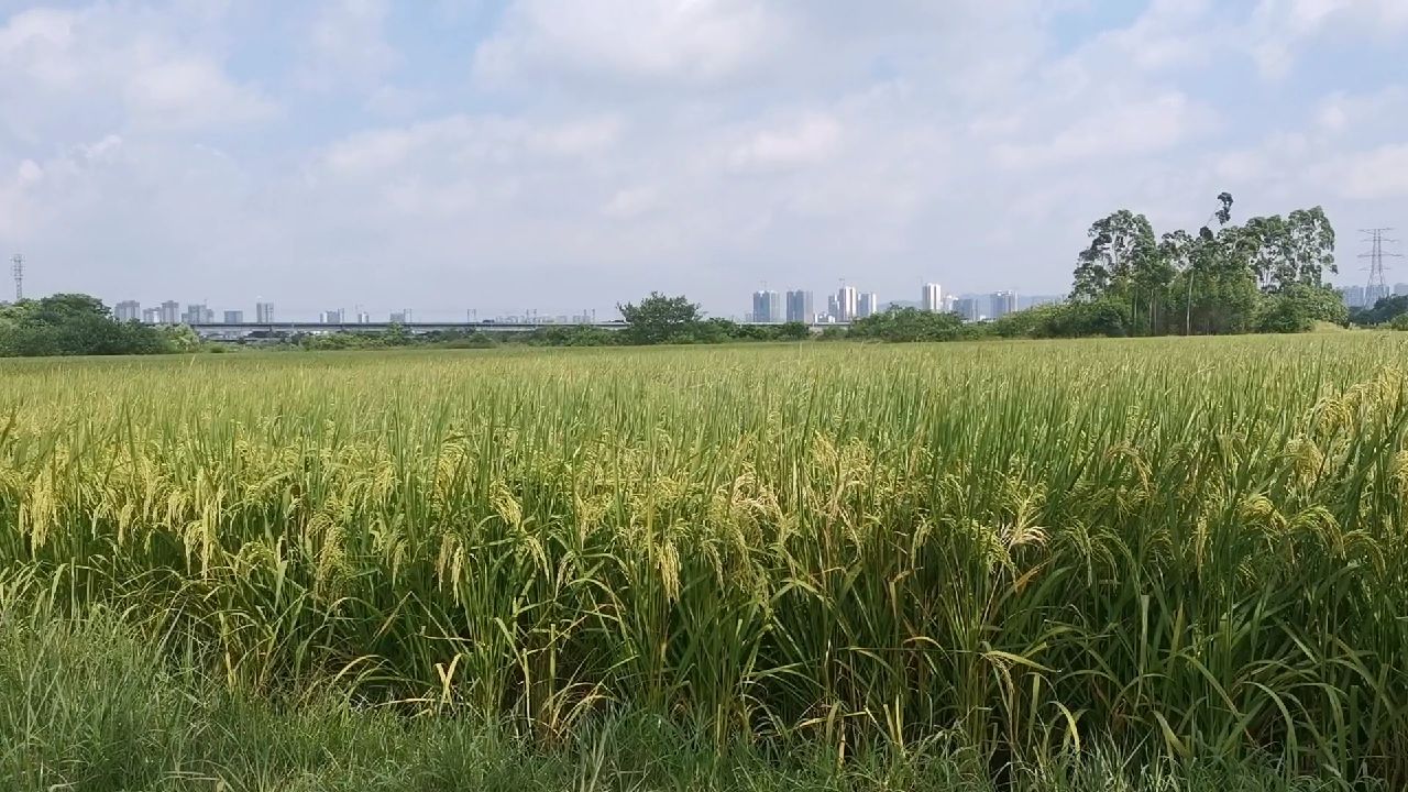 12岁的孩子补一颗牙多少钱,小孩子补一颗牙200元