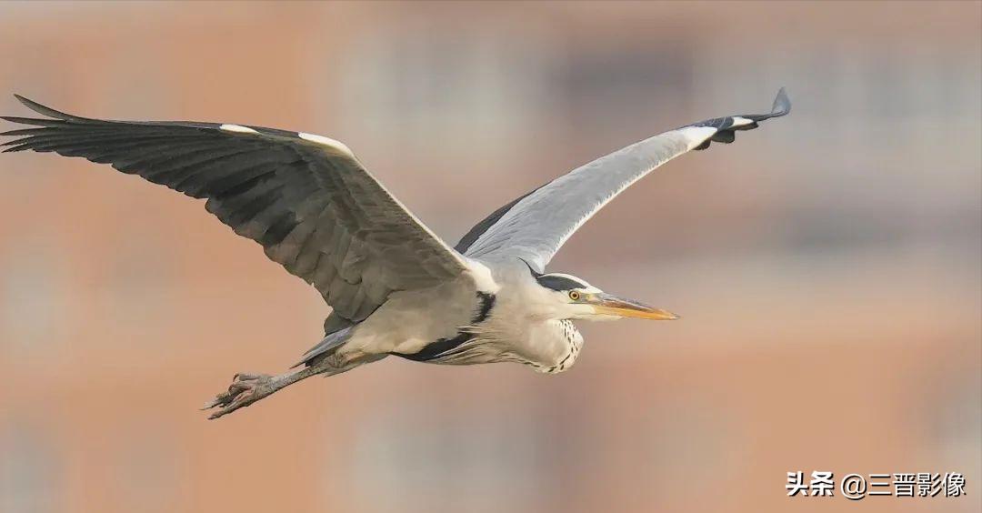 索尼相机a1是否值得入手,索尼a1相机拍鸟怎么样