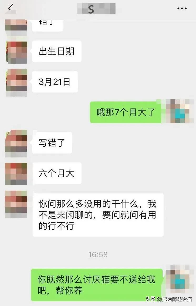 虐猫后良心发现加价“*养送**”？在日本领养流浪猫没你想的那么美好