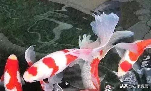 预防鱼类肠炎的最好办法,鱼类肠炎是什么原因