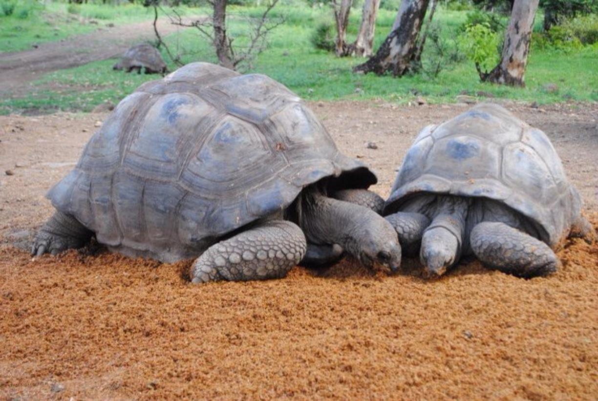 毛里求斯旅游攻略三天自驾,2018毛里求斯旅游攻略