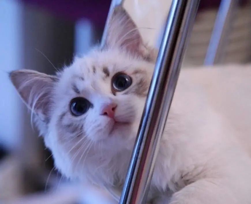 猫咪耳道问题不容忽视,猫咪的耳道分泌物很多怎么办