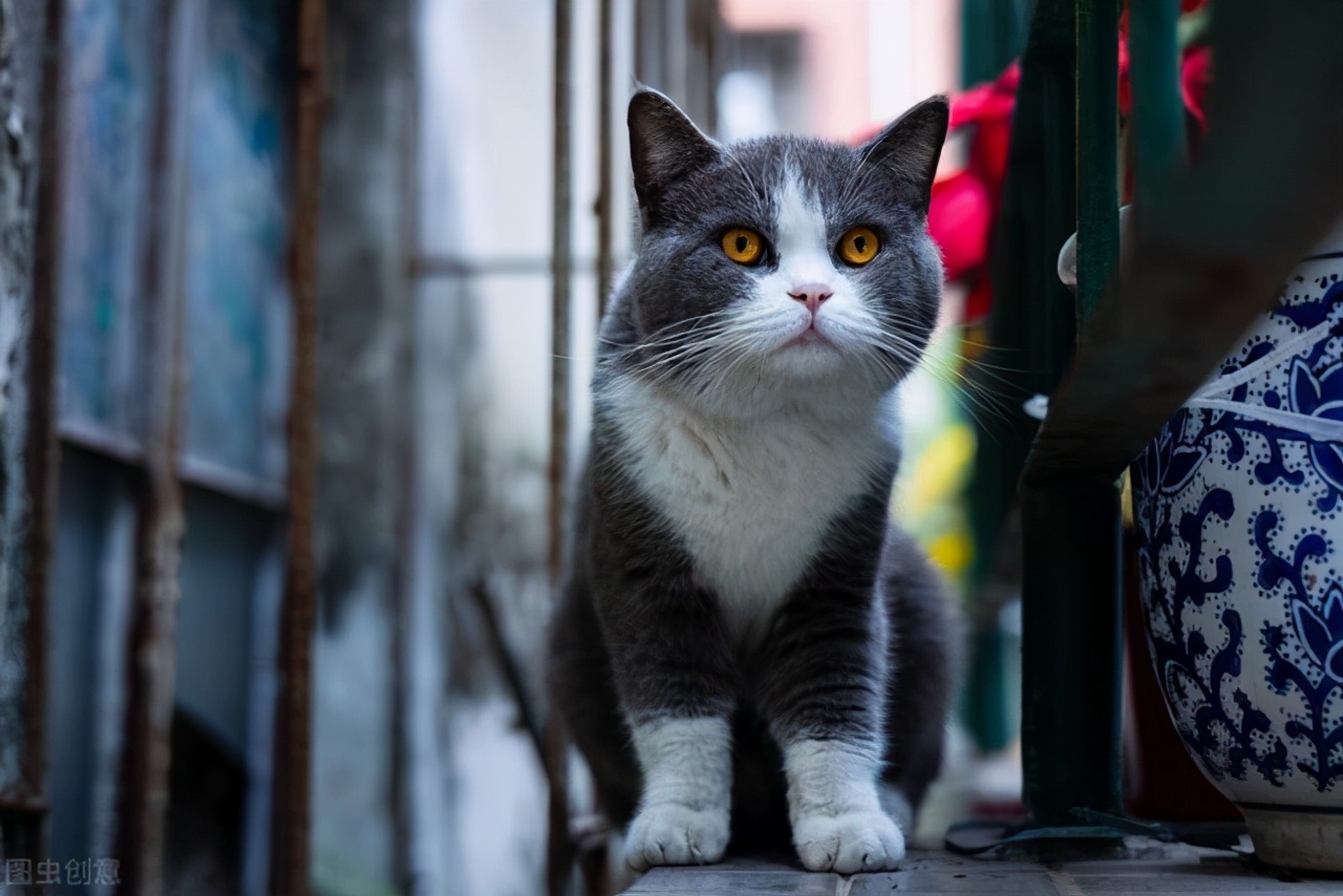 猫咪中暑后如何治疗,猫咪中暑昏厥怎么救