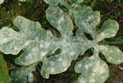 满天星烂苗是怎么回事,满天星白斑病