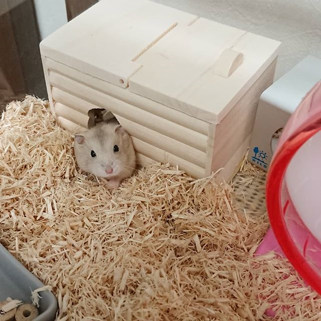 仓鼠老是喜欢咬笼子喜欢装角落,仓鼠怎么防止撕咬笼子窝