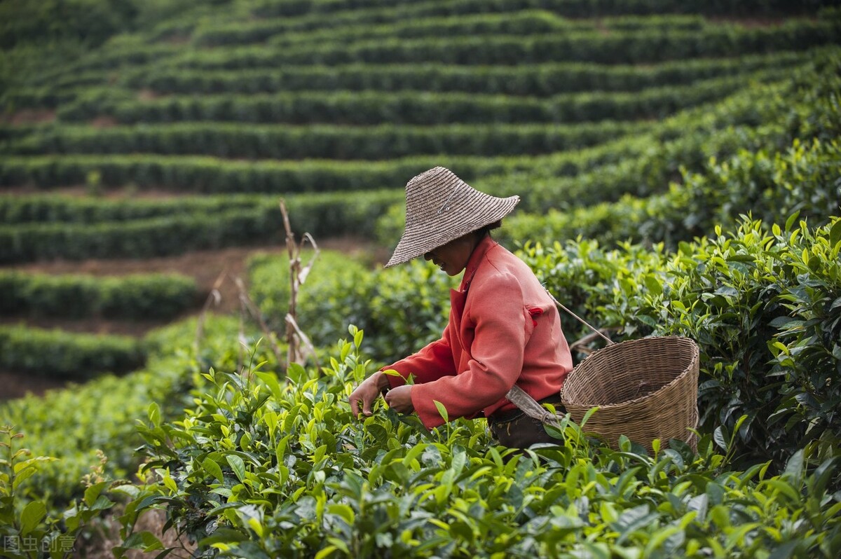 一代名山,南糯山普洱茶是哪个村寨的茶