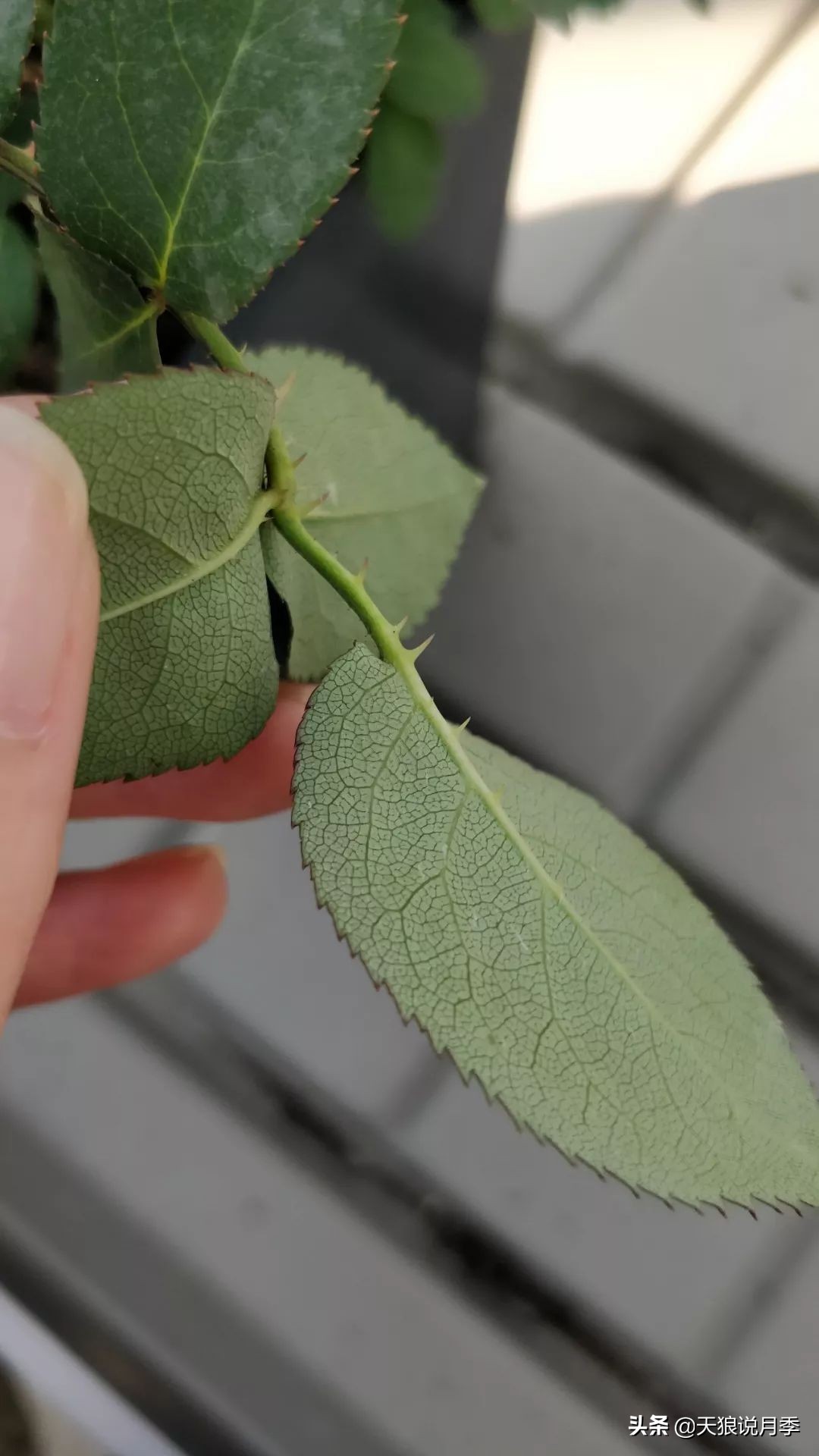 都说“最美人间四月天”，应该就是月季开花的模样吧！