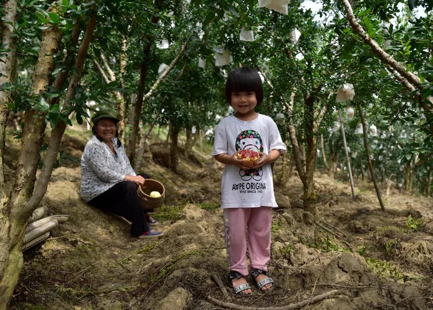 好吃不吐籽的突尼斯软籽石榴来了,被誉为可以吃的雅诗兰黛软籽石榴