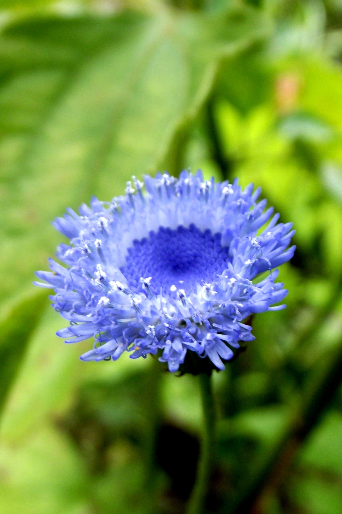 十种蓝色花,常见的六种蓝色花