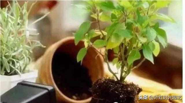 花卉肥害伤根怎么补救,花卉肥害用什么药