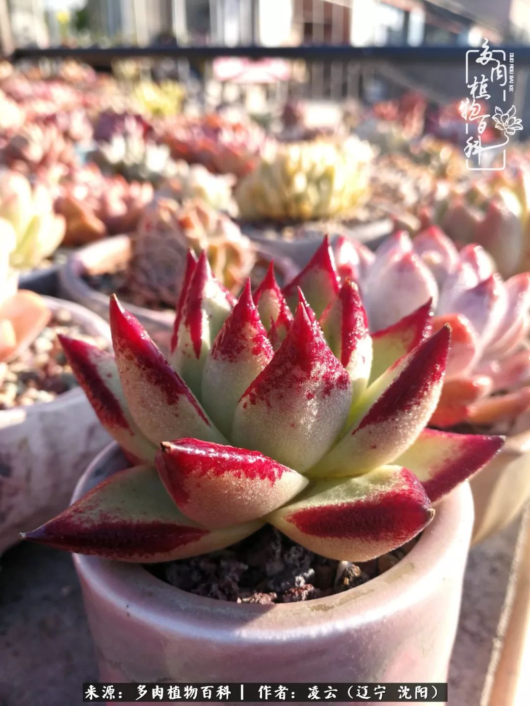 秋闲赏多肉,话育儿,亲生的自家娃,总有一刻让你怦然心动