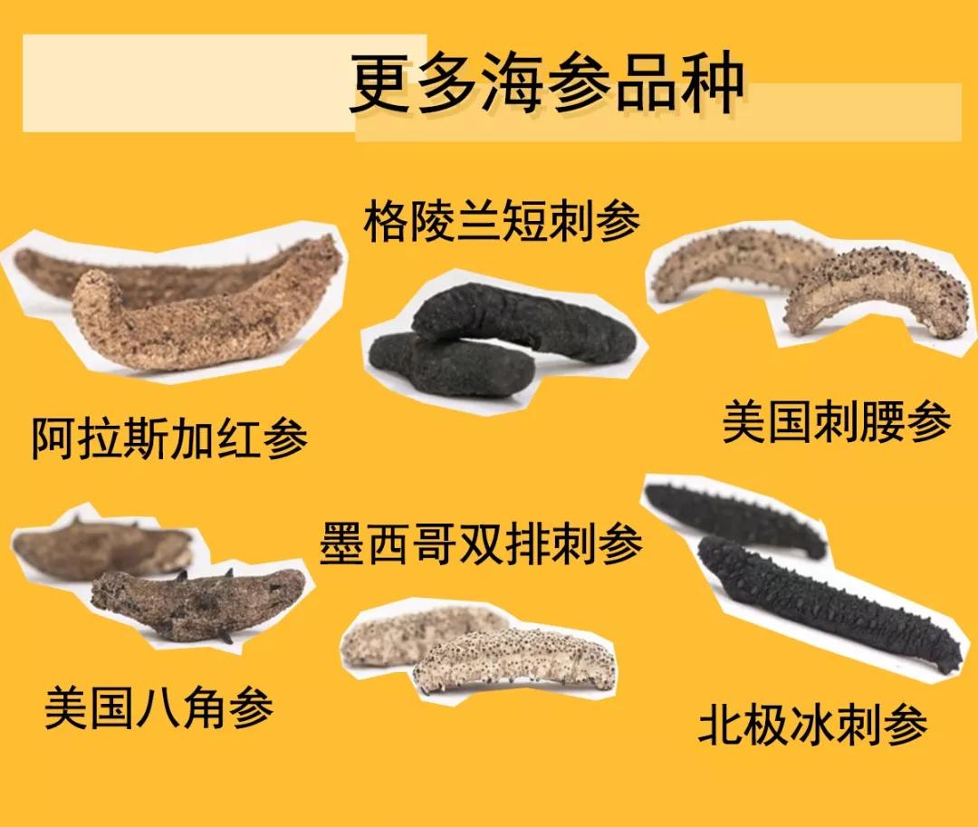 海参是北极参好还是辽参好,海参刺参光参