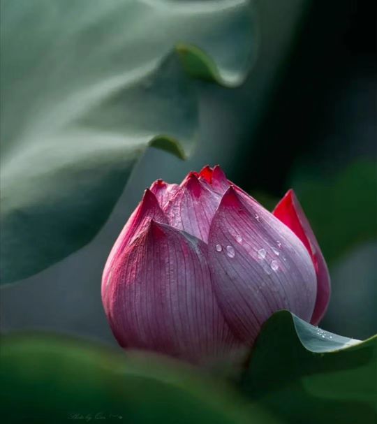 夏荷雅韵舞蹈,夏荷雅韵视频