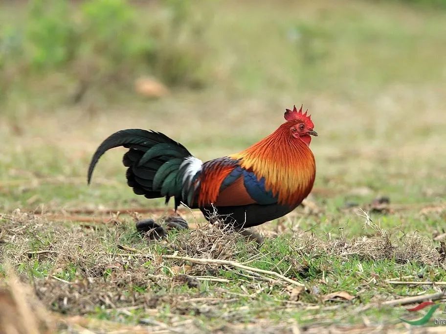 芦花鸡的奥秘,芦花鸡的优点