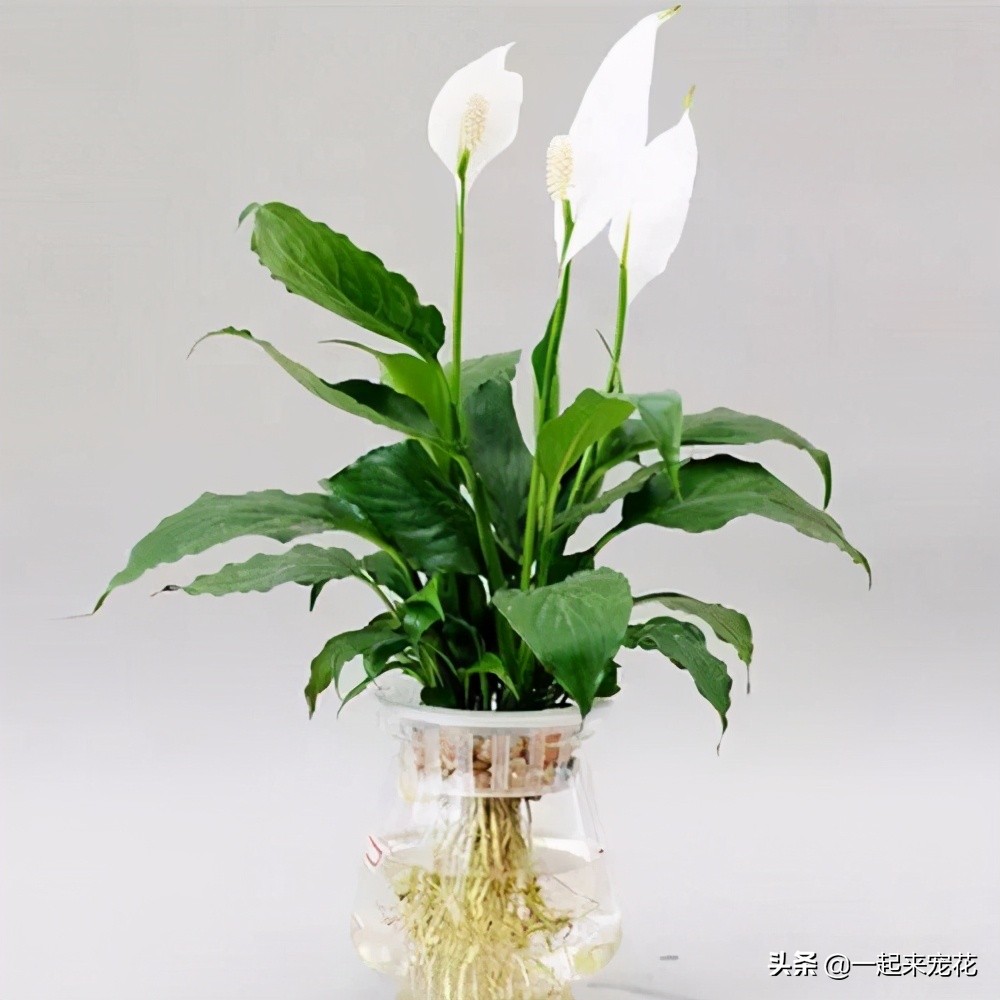 家中的盆栽花叶黑了怎么处理,家里的花花有黄叶怎么办