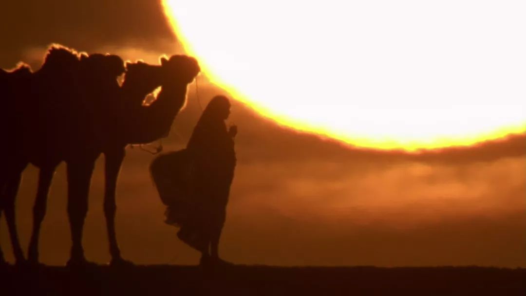 BBC最棒8部纪录片，强烈推荐孩子暑假看