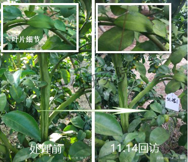 青苔的最佳治理方法是什么,青苔补救