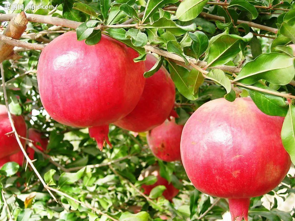 红红火火石榴开花,红红火火的石榴悬挂枝头