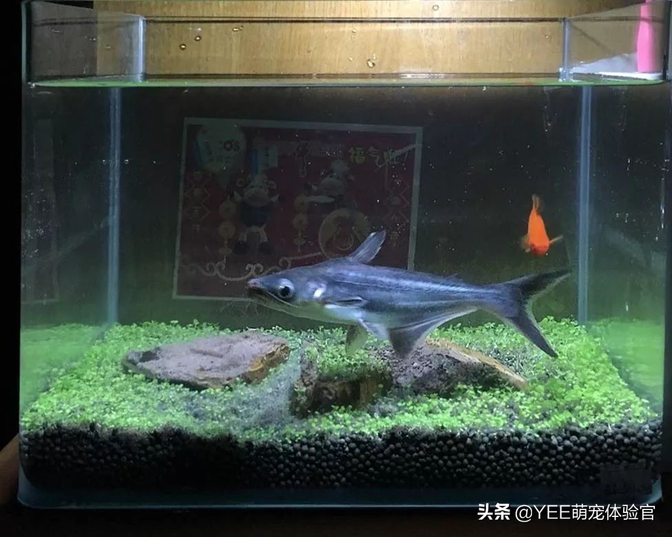 从河里捞的鱼怎么才能养活,蓝鲨用淡水能养活吗