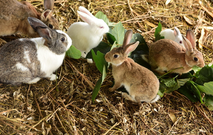 养兔技术｜家兔健康状况的呼吸、体温等检查方法