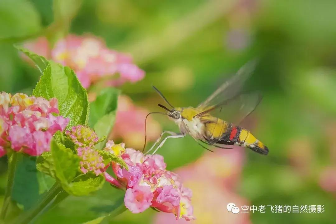 奥林巴斯12-100pro参数,奥林巴斯12-100pro镜头测评