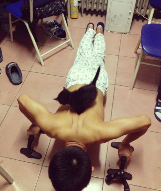 流浪猫如何在学校里生存的,流浪猫生活在学校