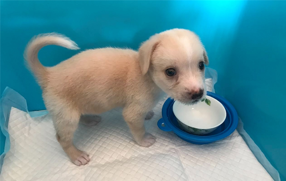 辟谣羊奶比鲜牛奶好,羊奶粉谣言