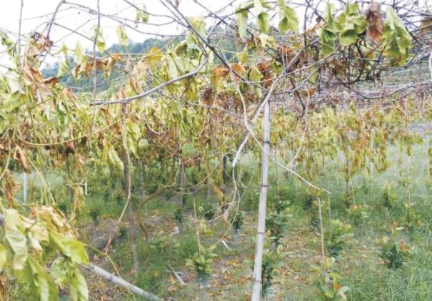 百香果茎基腐病是真菌还是细菌病,百香果基腐病喷多菌灵有效吗