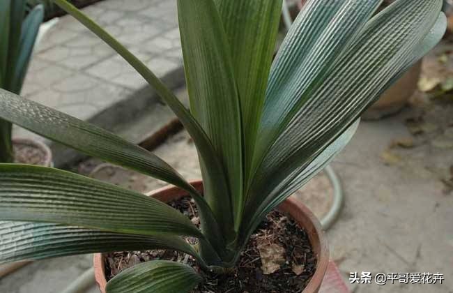 君子兰怎么养才能养得好看开花,君子兰怎么养才能旺盛容易开花