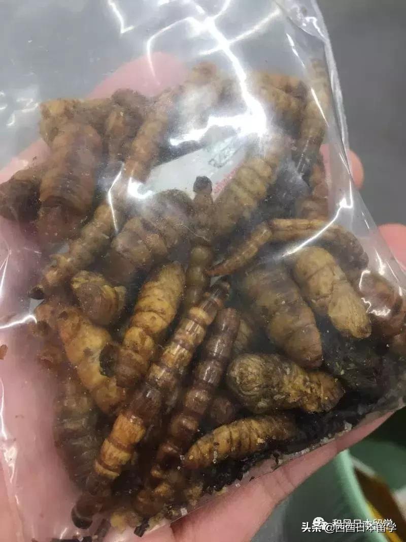 日本昆虫拉面自助售卖机,日本活体昆虫自助售卖机