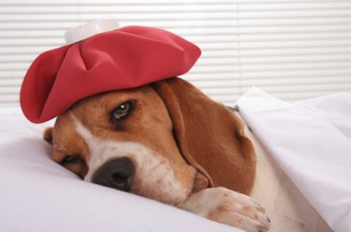 狗狗也怕冷可以怎样帮助狗狗过冬,狗狗怕冷吗冬天