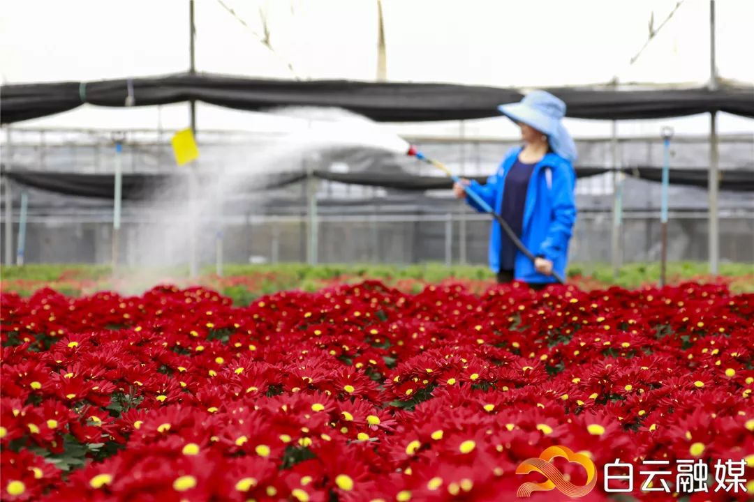 走,去太和!帽峰山下赏红叶、逛农庄、吃烧鸡、住民宿……