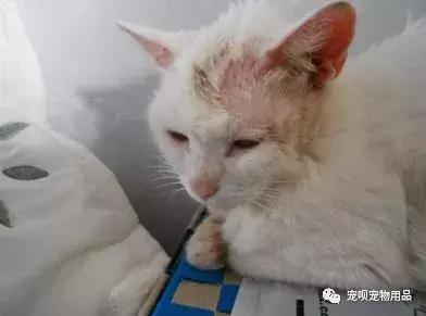 猫咪泌尿疾病怎么治疗,猫咪常见的疾病有哪些