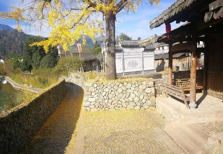 温州银杏哪里最美,温州秋冬的银杏树确实美