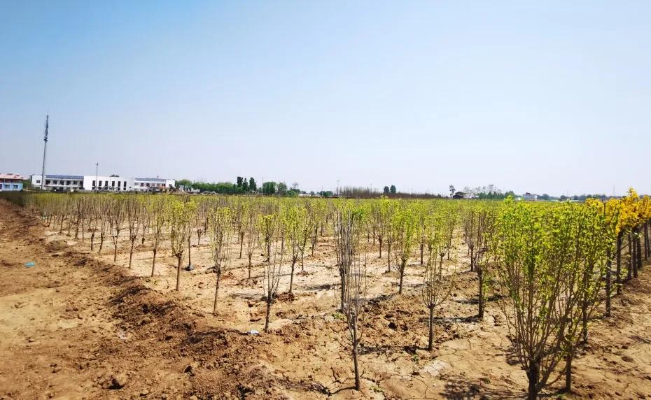 峰峰矿区哪个乡镇最好,峰峰美丽乡村都有哪些