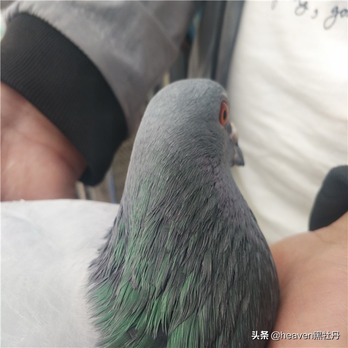 种鸽喂幼鸽时能打毛滴虫吗,种鸽有毛滴虫能用吗